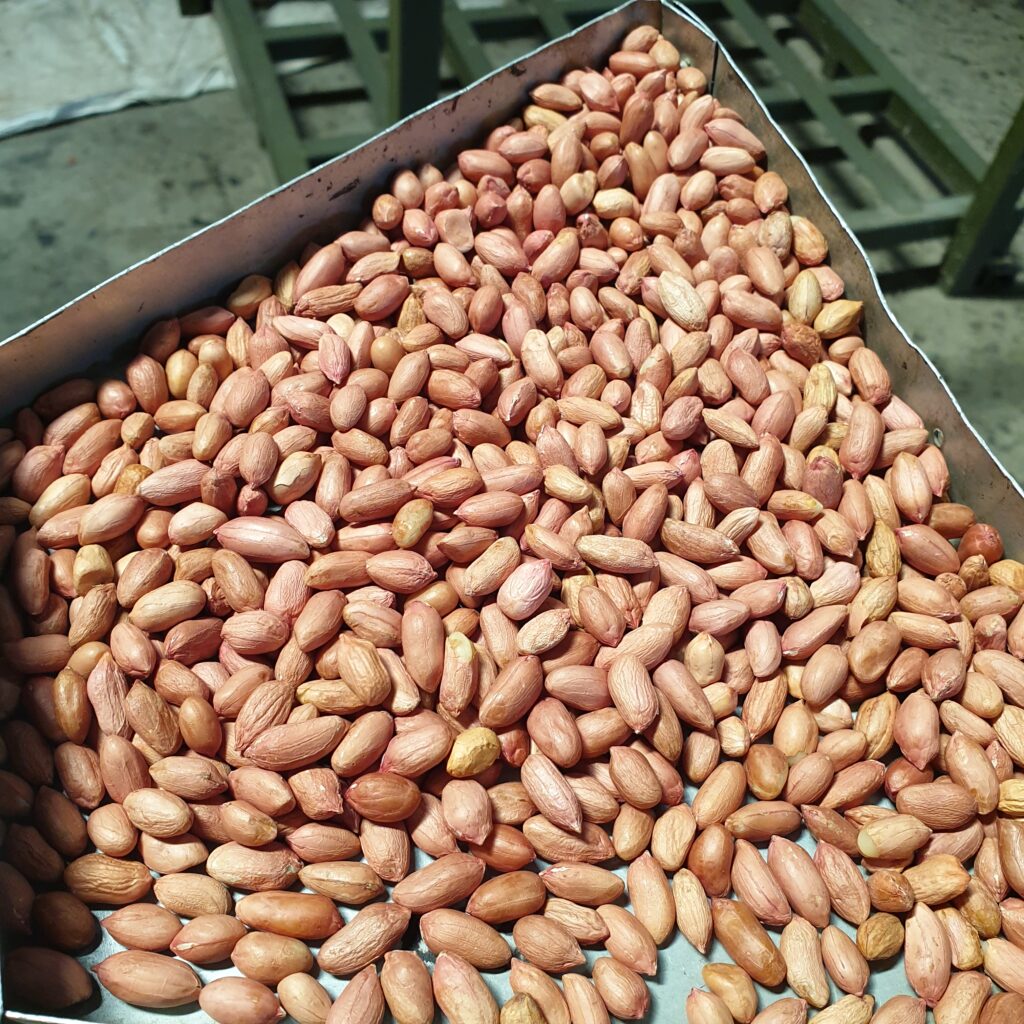 This image displays one of PT Sumber Rejeki Palawija's groundnut kernels import.

Andhra Pradesh Origin Khadri Type