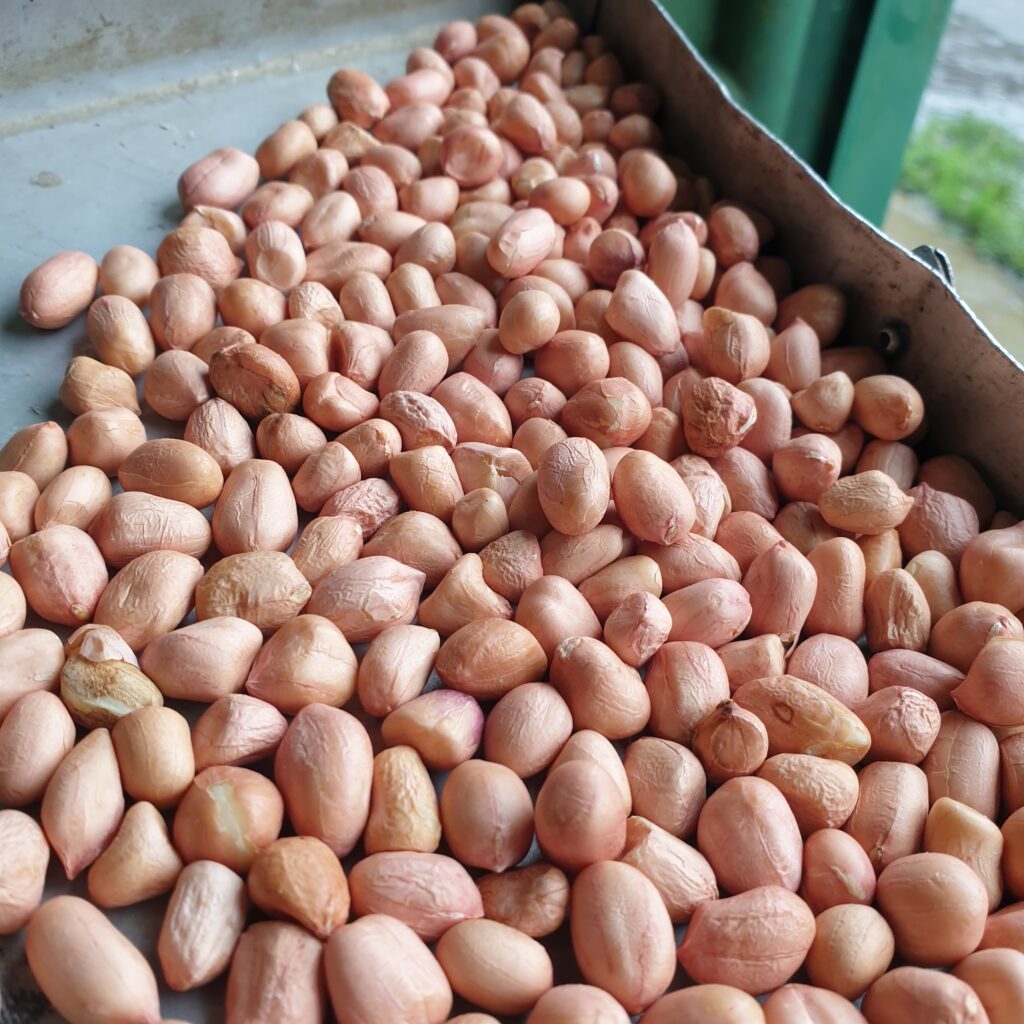 This image displays one of PT Sumber Rejeki Palawija's imported groundnut kernels.

We require certain quality from our groundnut kernels import. 