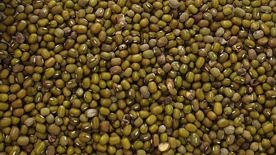 This image displays polished green mung bean. One of PT Sumber Rejeki Palawija's product as an Indonesia Agri Crops Importer.