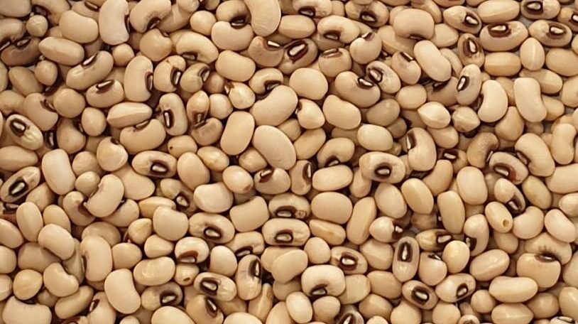 This image displays black eyed peas. One of PT Sumber Rejeki Palawija's product as Indonesia's Agri Crops Importer