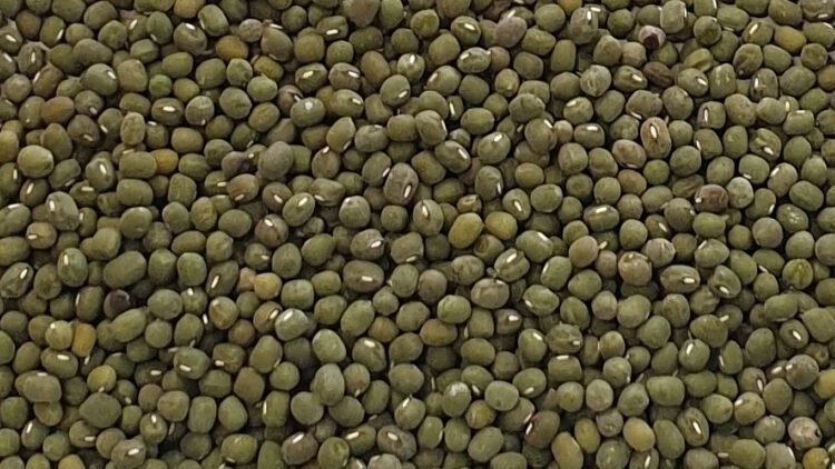 This image displays unpolished green mung bean. One of PT Sumber Rejeki Palawija's export quality item.