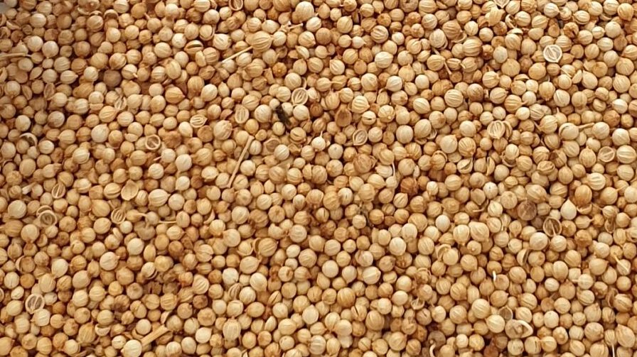 This image displays coriander seeds. One of PT Sumber Rejeki Palawija's product as an Indonesia Agri Crops Importer.