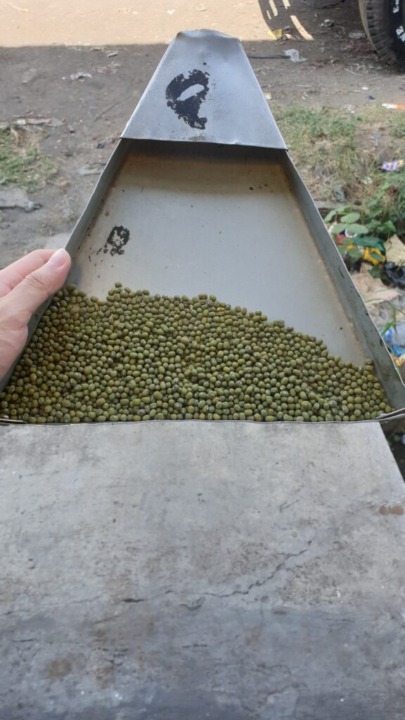 This image gives another perspective of 2024 Crop Indonesia Green Mung Bean