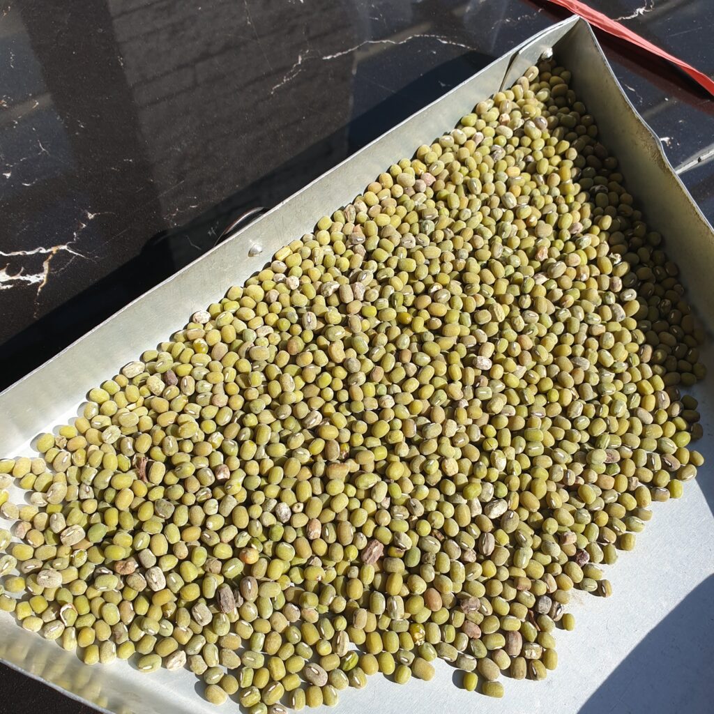 This image displays Indonesian Unpolished Green Mung Bean East Java New Crop 2024